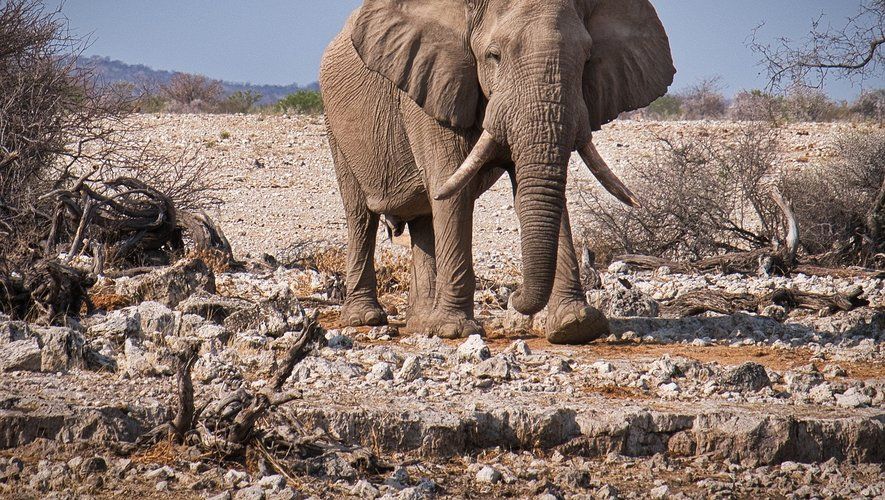 Afrique du Sud : un éléphant piétine à mort un touriste dans le parc Kruger