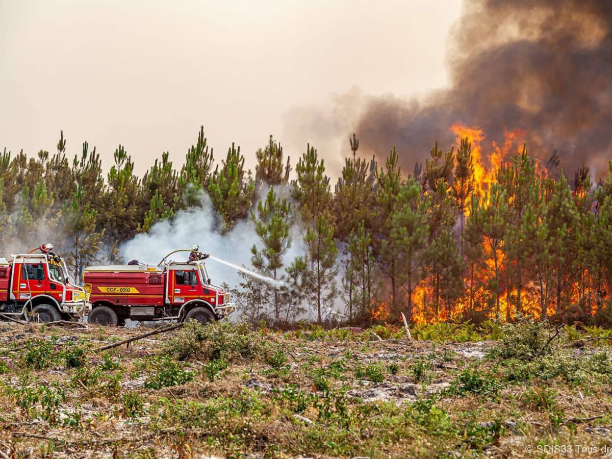 Après les incendies en Gironde : Les coupes de bois rapportent 9 millions d'euros, un dilemme entre économie et écologie