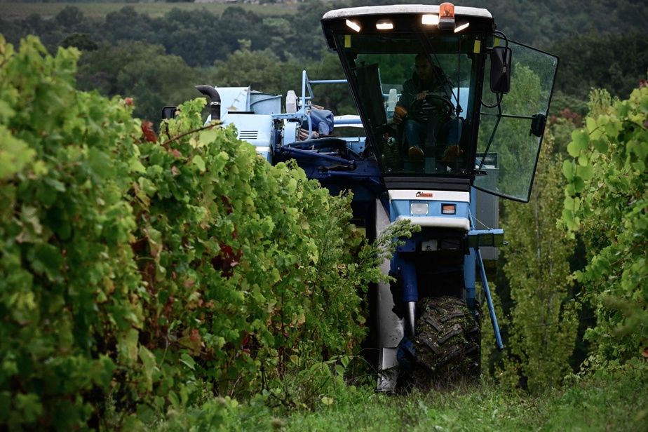 Vin : la production mondiale au plus bas depuis 1961