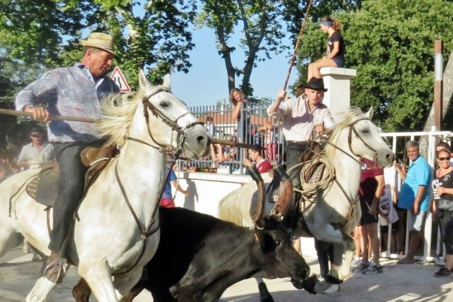 Gard : tragédie lors d’une fête votive – Un spectateur renversé mortellement par un cheval, un taureau, puis une voiture