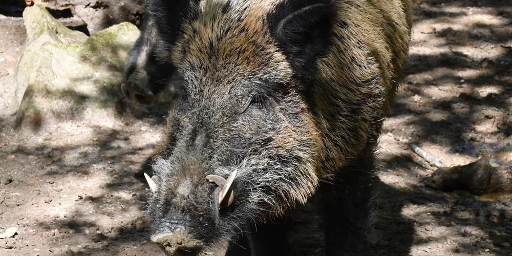 Sangliers : les chasseurs refusent d’être les seuls à payer pour les dégâts causés aux cultures