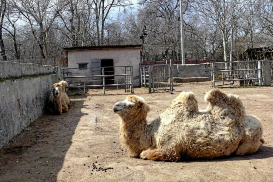 Ukraine : La Logistique Russe Innove avec Ânes et Chameaux (Analyse Stratégique)