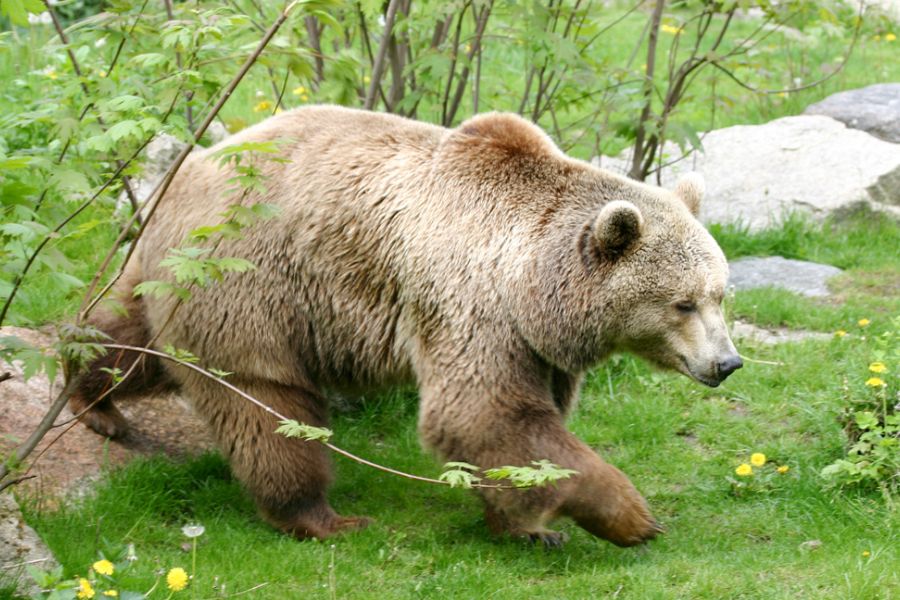 Roumanie face à une explosion du nombre d’ours sauvages : gestion ou crise écologique ?