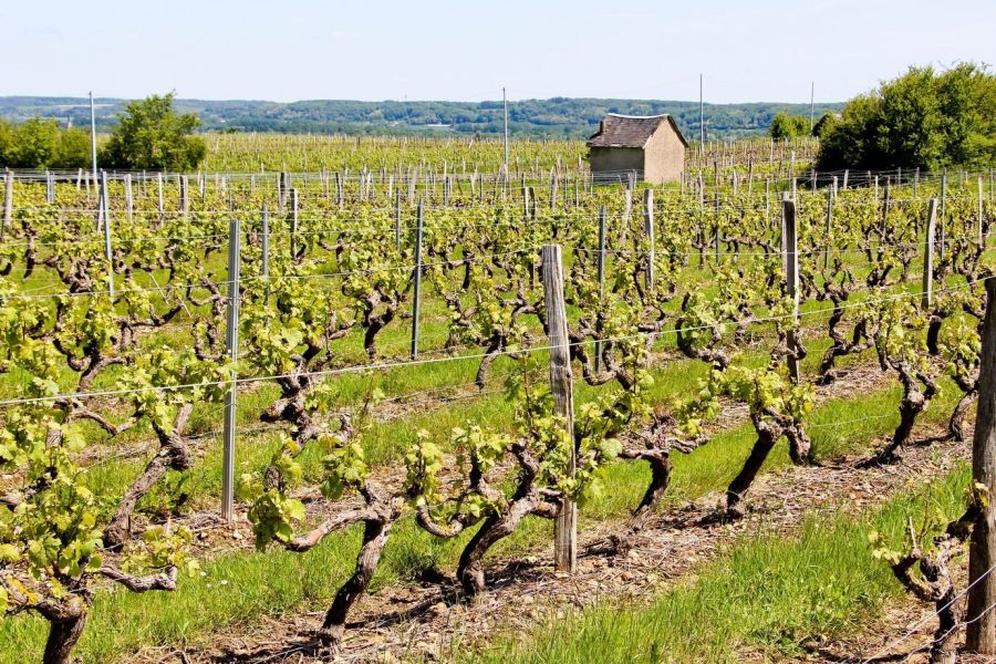 Les riverains des vignobles français inquiets d’une exposition accrue aux pesticides pendant les vendanges estivales