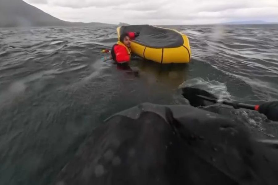 Chili : avalé par une baleine, un kayakiste s’en sort indemne. Le récit d'une survie incroyable et improbable.