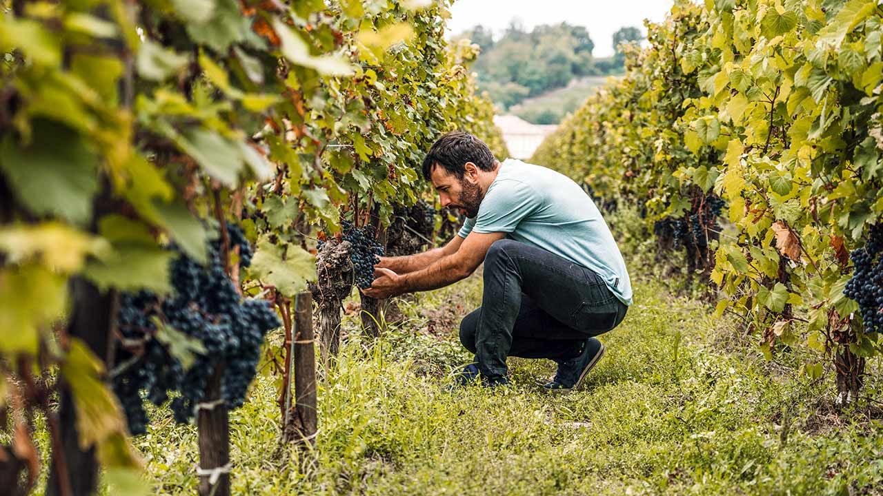 2024 : Une Année Catastrophique pour les Vignerons Français