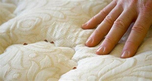 Punaises de lit : Un produit ménager courant élimine les parasites en 24 heures, selon une étude française