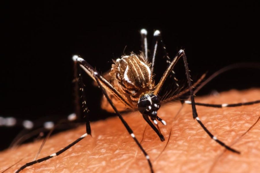 Chikungunya à La Réunion, l’épidémie montre des signes de baisse, gestion sanitaire sous surveillance