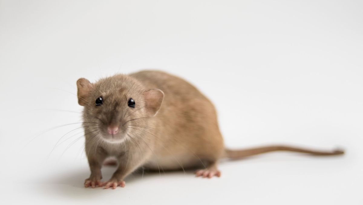 Harcèlement d'un étudiant sur une souris - Réactions et conséquences judiciaires