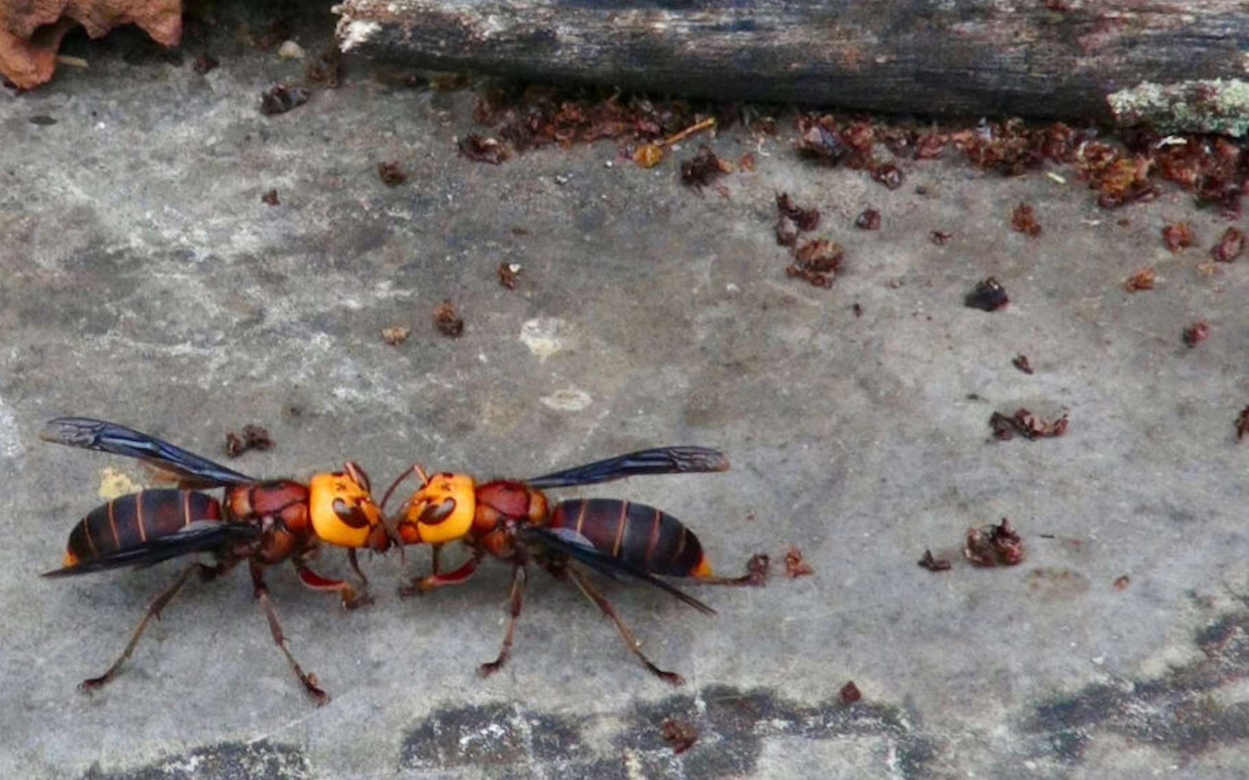 Éradication réussie du frelon-géant aux États-Unis - Une victoire contre un prédateur redoutable