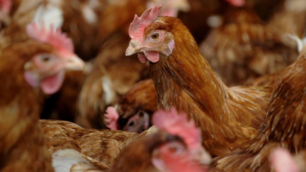 États-Unis : premier cas de grippe aviaire détecté chez un enfant, un signal d'alarme pour la santé publique mondiale