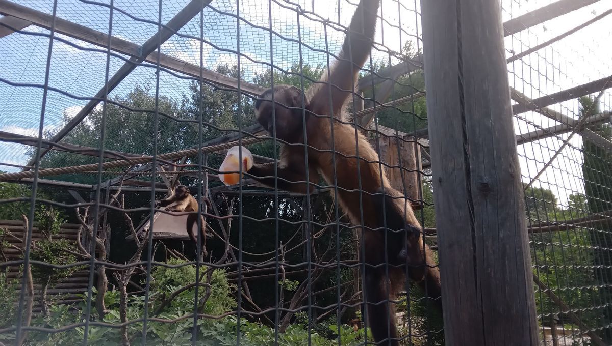 Le zoo de La Barben rouvre après un impact de foudre spectaculaire : la résilience face à l’événement climatique