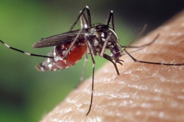 Chikungunya : une épidémie « généralisée et majeure » à La Réunion