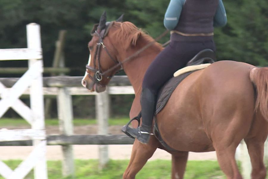 Une nouvelle épidémie inquiète le milieu équestre français : la propagation de la rhinopneumonie