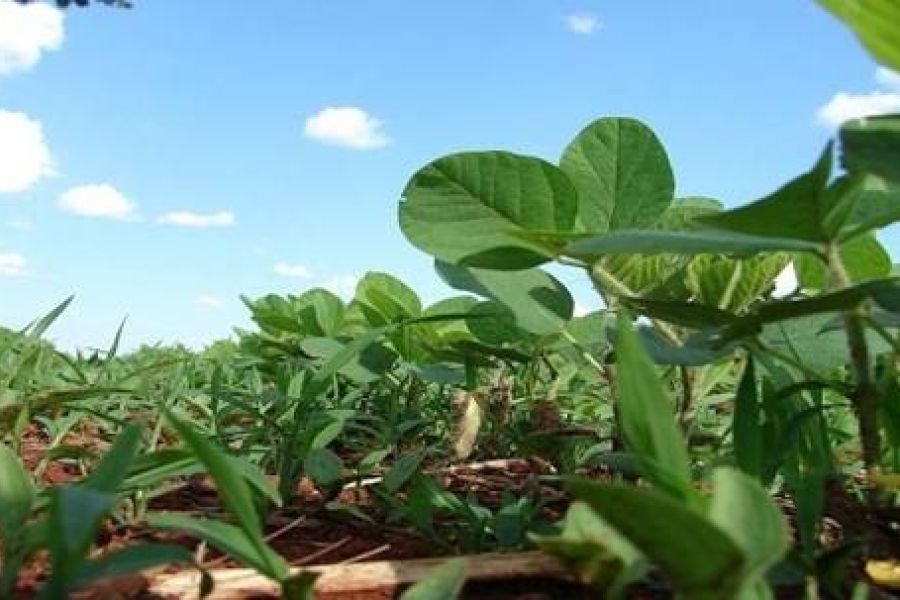 Économie Agroalimentaire du Brésil : Consolidation des Exportations vers les Marchés Asiatiques
